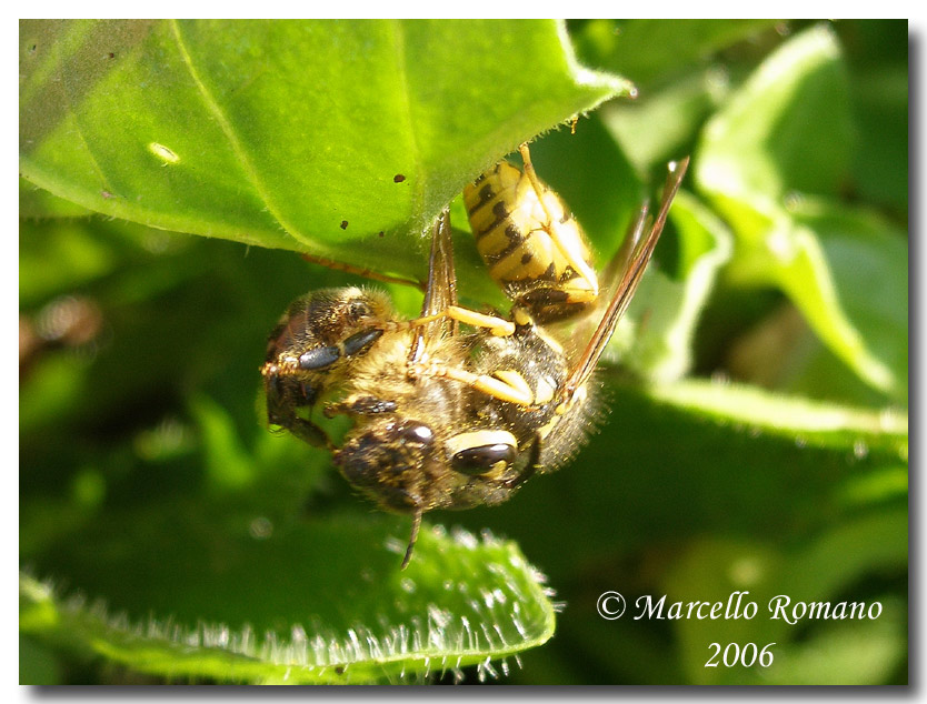 Espe terranzu: Vespula germanica (Hymenoptera, Vespidae)